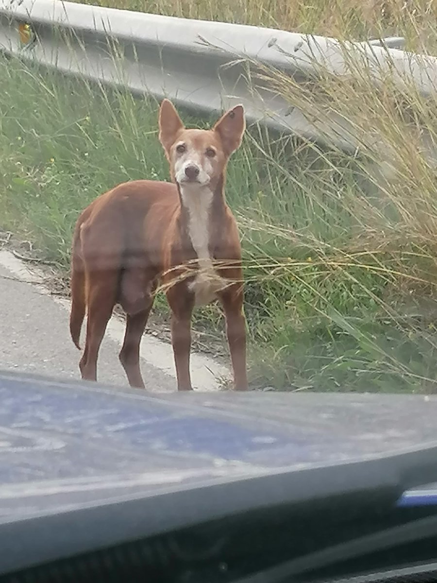 protemalaga's tweet photo. Julia, podenca de 10 añitos. Su estado físico cuando la rescatamos era deplorable, creemos que ha vivido siempre en el campo. Es muy tranquila, obediente y noble. En casa se porta muy bien, no destroza nada, duerme en  su camita. Es una perra 10.
+info: 📩https://t.co/2SPc1pSXu3 https://t.co/3NnrGn6mrN