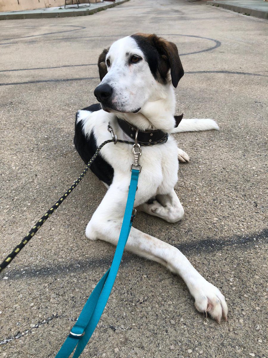 protemalaga's tweet photo. Cleo, 2 años. Es una perrita muy muy juguetona, independiente y sociable con otros perros (convive con ellos). Hace sus necesidades fuera de casa y pasea muy bien con correa. Le gusta estar al aire libre y dormir en su camita.
+info: 📩acogidasprotectoramalaga@gmail.com https://t.co/rlT39gZmS3