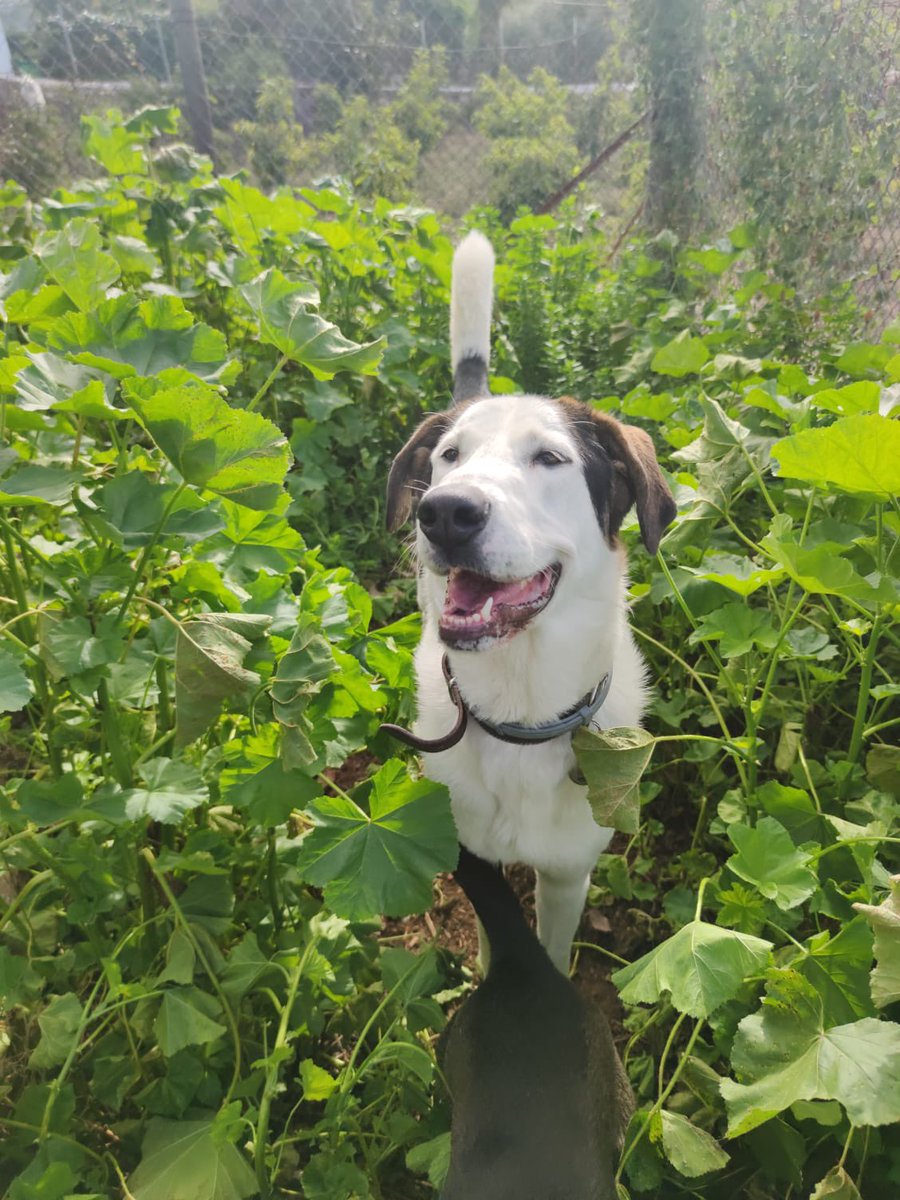 protemalaga's tweet photo. Cleo, 2 años. Es una perrita muy muy juguetona, independiente y sociable con otros perros (convive con ellos). Hace sus necesidades fuera de casa y pasea muy bien con correa. Le gusta estar al aire libre y dormir en su camita.
+info: 📩acogidasprotectoramalaga@gmail.com https://t.co/rlT39gZmS3
