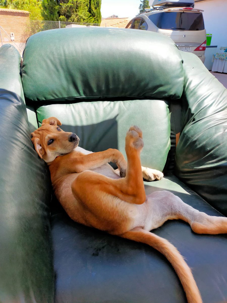 protemalaga's tweet photo. Dalton, 4 meses, de adulto tendrá un tamaño grande. Vive en una casa de acogida junto a su hermano. Está buscando una familia que lo quiera y ame con locura, como él hará con su familia. 
+info: 📩https://t.co/2SPc1pSXu3 https://t.co/cHqwDzGF95