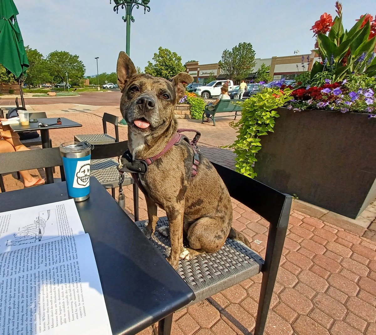 ae_glazier's tweet photo. Just doing some work on Biota of Alaska for @pwsc_alaska at Starbucks in Fort Collins. We're making our way! #PWSC #valdezalaska #Alaska https://t.co/9OygoY9XxB