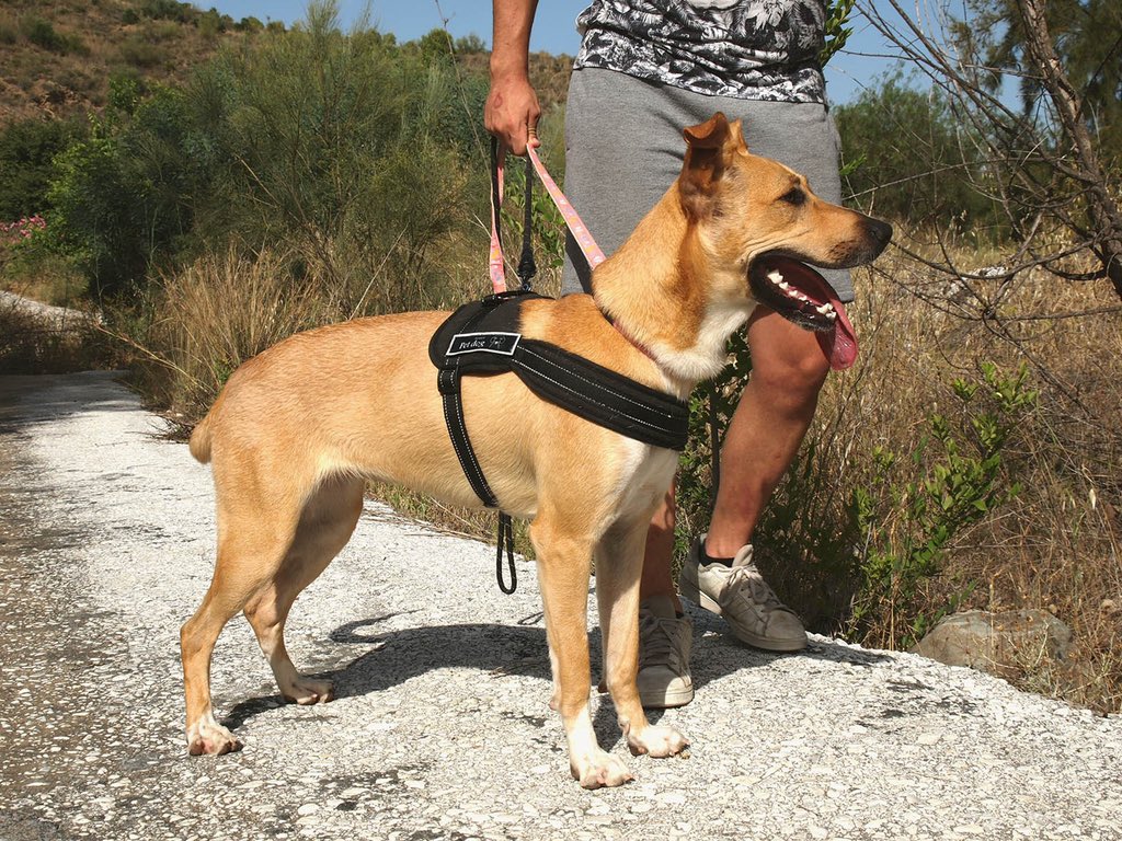 protemalaga's tweet photo. https://t.co/uA2yalqdjg
Kiara, menos de 1 año, tamaño mediano.
Es alegre, inteligente, cariñosa y muy juguetona. Es sociable con otros perros. Se maneja muy bien con la correa.
Correo: moduloc@protectoramalaga.com
Instagram: https://t.co/fZDKbAtIY7 https://t.co/fVUVhGysMY