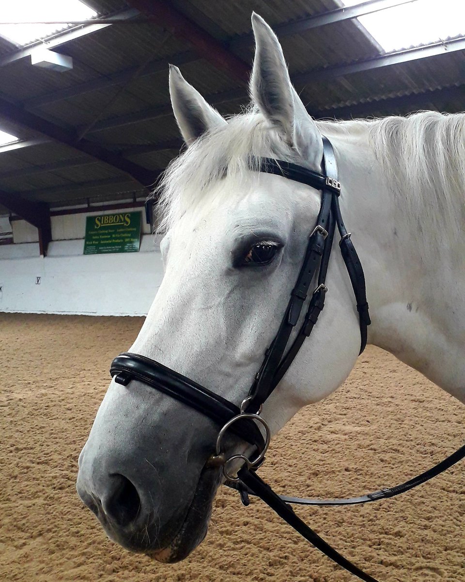 Equi_Services's tweet photo. It's such a sticky, humid day but I'm still busy teaching some fantastic lessons and providing horse holiday cover.
#Horse #GreyHorse #HorseRiding #HorseRidingInstructor #Colchester #Essex #Ipswich #Suffolk #HolidayCover #MobileGroom https://t.co/sT9fcyD1MT