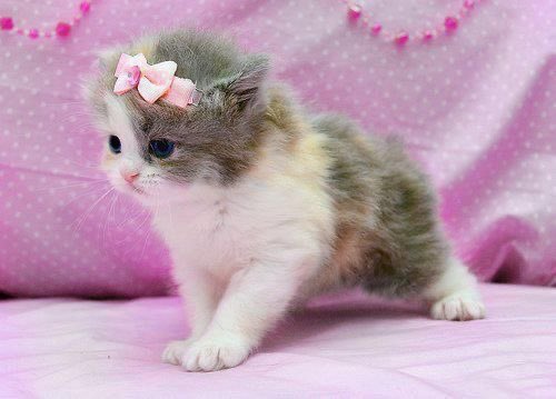 kitten tae pics!🐾 HIATUS tweet media