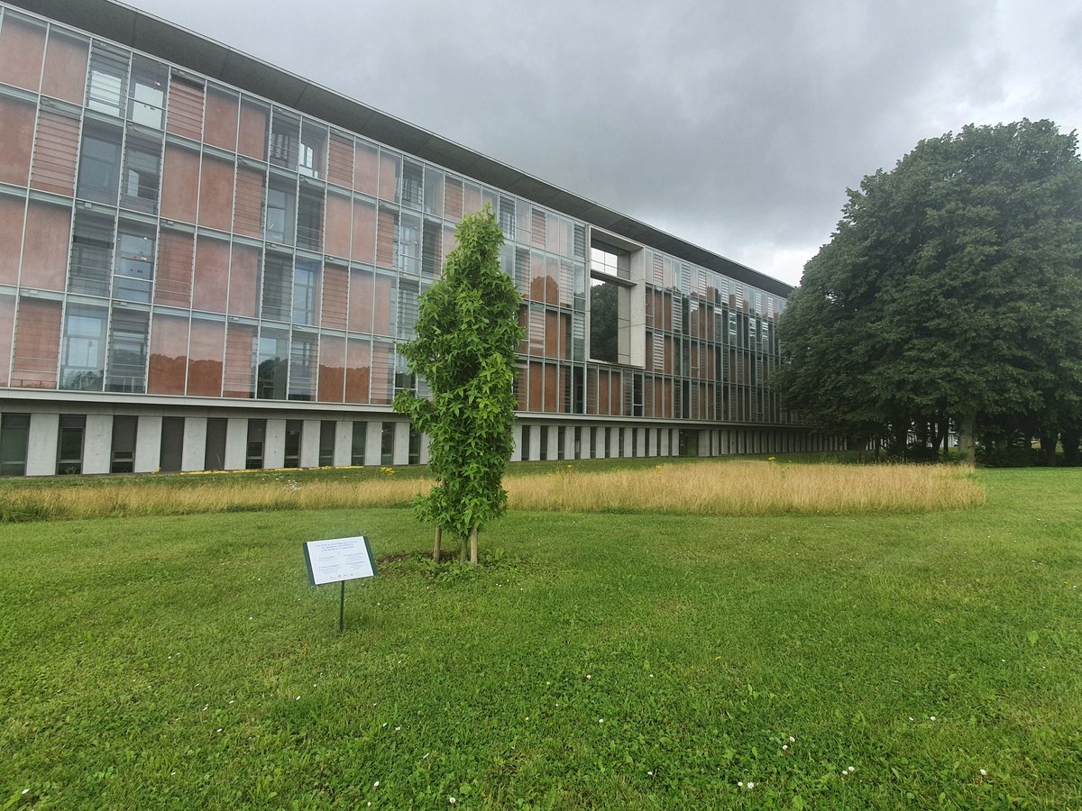 #14juillet

Il y a 1 an un copalme d’Amérique, symbole de vie, était planté au CH d'Arras pour rendre hommage aux victimes du #COVID19 et à l’investissement des hospitaliers du <a href="/GHAT_62/">GH Artois-Ternois</a> 

1 an après voici notre arbre, toujours droit, malgré les secousses d’une année particulière