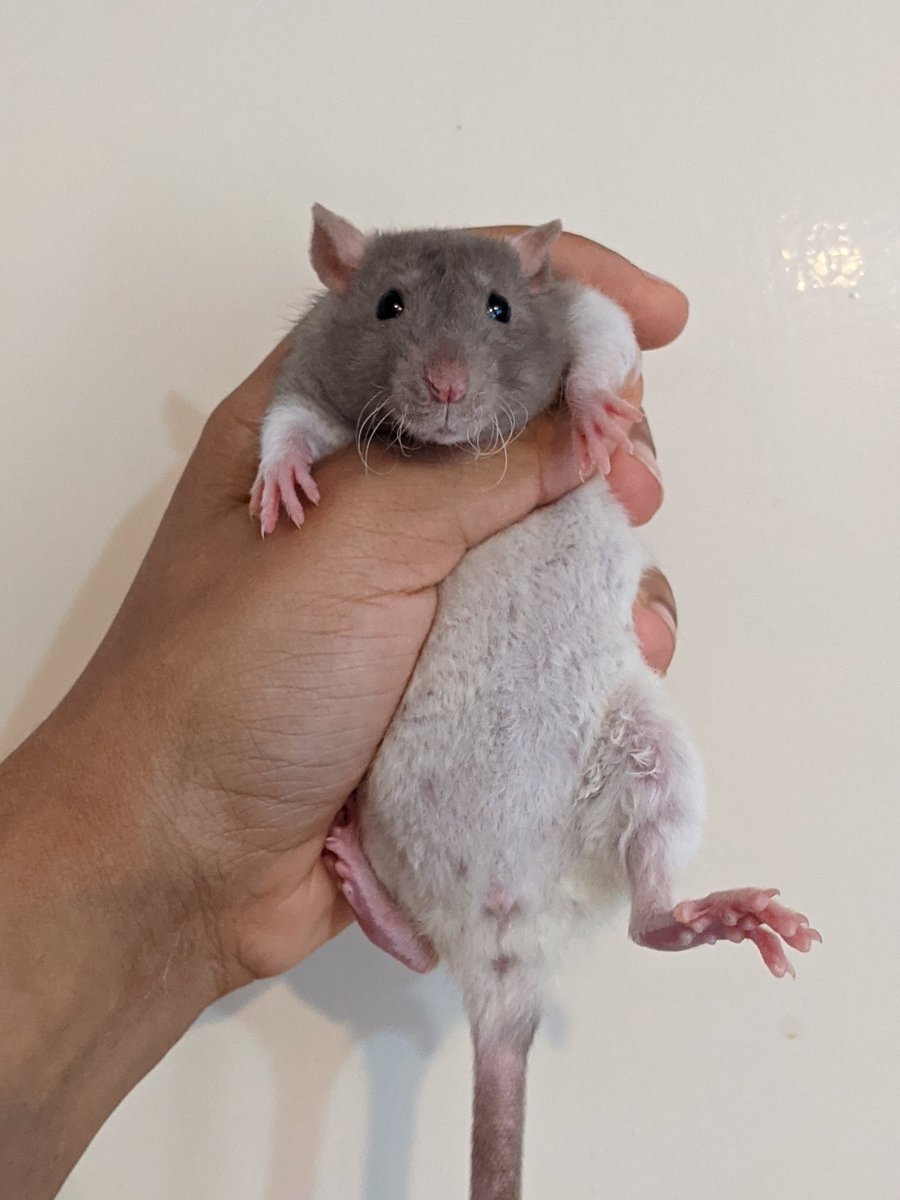 silversrattery's tweet photo. Baby girls are still looking for a home after their original home cancellation!

#rats #petrats #ratsoftwitter #pet #cute https://t.co/YoOaEEwnXU