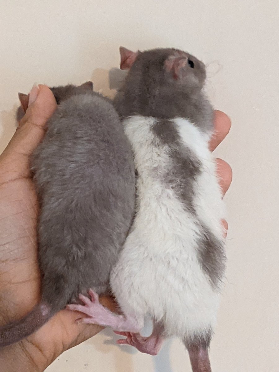 Baby girls are still looking for a home after their original home cancellation!

#rats #petrats #ratsoftwitter #pet #cute