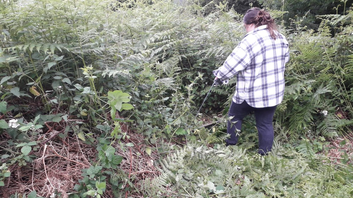 WildGroundNW's tweet image. Here is Naomi hard at work helping to crush bracken at our Rhydymwynn reserve. Bracken bashing is an essential management regime for various types of habitat, particularly rough grassland - hard work though! #brackenbashing #habitatmanagement