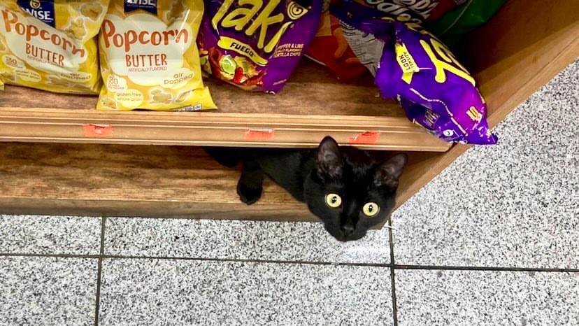 Bodegacats_'s tweet image. 