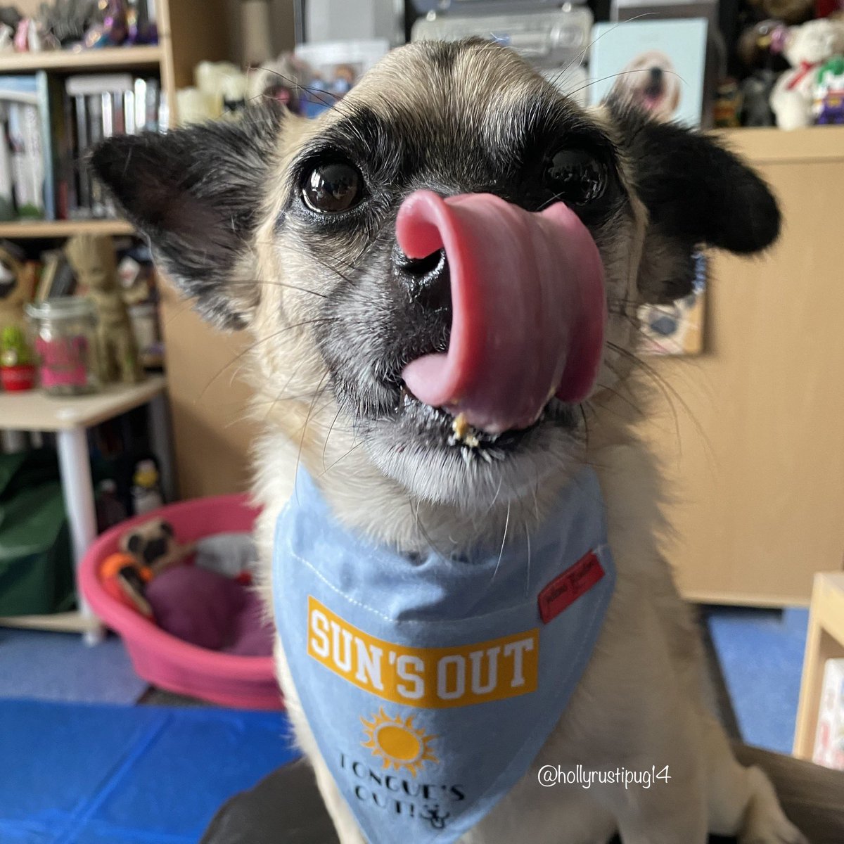 Happy #TongueOutTuesday everyone! Have a fun day! 👅🐾 #tot #scribblepugtot #noselicker #indianabandana #sunsouttonguesout #lockdown3 #ruleof6 #staysafe #dogsoftwitter #dogsofinstagram