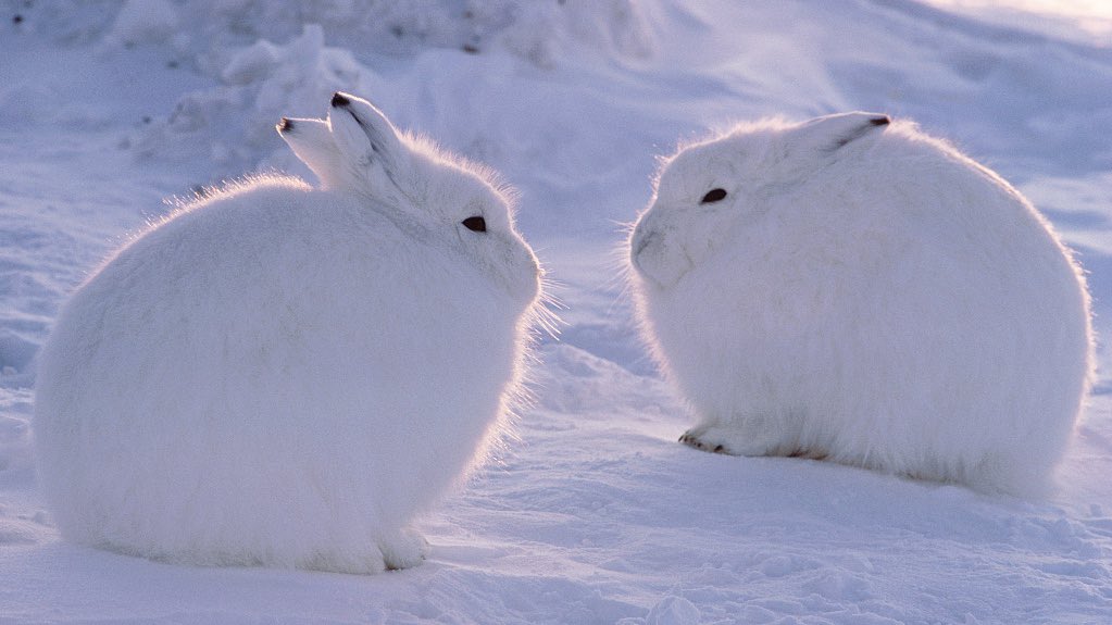 Creart_pcn's tweet photo. ทุกคนคะ วันนี้เราดูสารคดีเเล้วได้รู้จักกับ “arctic rabbit” พวกน้องๆน่ารักมากเลยยยยเป็นก้อนไปหมดมองไกลๆนึกว่า snow ball 5555555 พวกน้องชอบอยู่กันเป็นฝูงด้วยยิ่งน่ารักเข้าไปใหญ่นี่มันกองทัพกระต่ายชัดๆ 🐰💕✨ https://t.co/1wDFzwmn0u