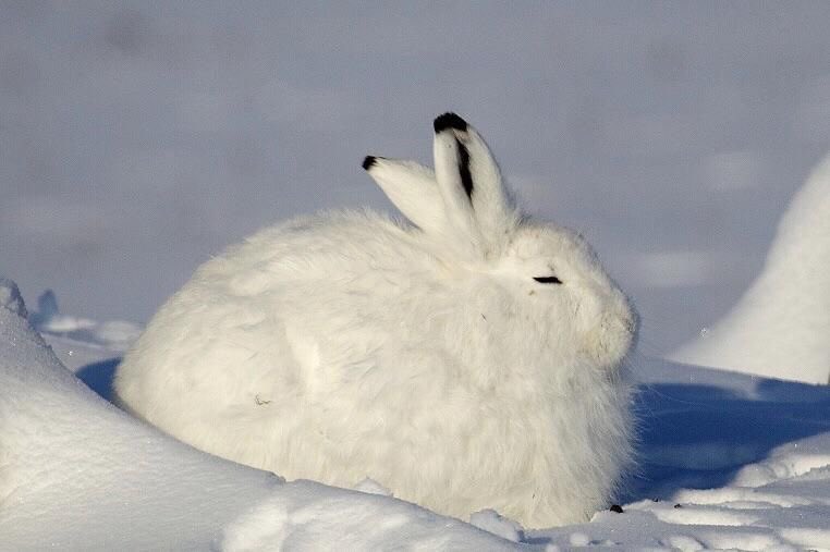 Creart_pcn's tweet photo. ทุกคนคะ วันนี้เราดูสารคดีเเล้วได้รู้จักกับ “arctic rabbit” พวกน้องๆน่ารักมากเลยยยยเป็นก้อนไปหมดมองไกลๆนึกว่า snow ball 5555555 พวกน้องชอบอยู่กันเป็นฝูงด้วยยิ่งน่ารักเข้าไปใหญ่นี่มันกองทัพกระต่ายชัดๆ 🐰💕✨ https://t.co/1wDFzwmn0u