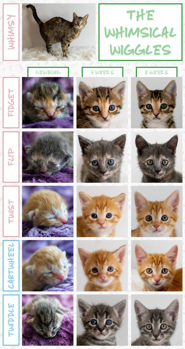 920kayl's tweet photo. Whimsical Wiggles - Age Progression @kitten_academy https://t.co/7iEsilCFCC