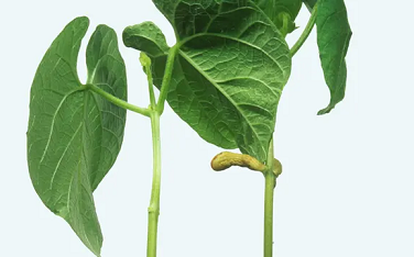 Permaculturel's tweet photo. Les plants de haricots verts montrent des signes d'intention, selon des scientifiques  https://t.co/jlza6EsDXB https://t.co/RNKATyBNqg