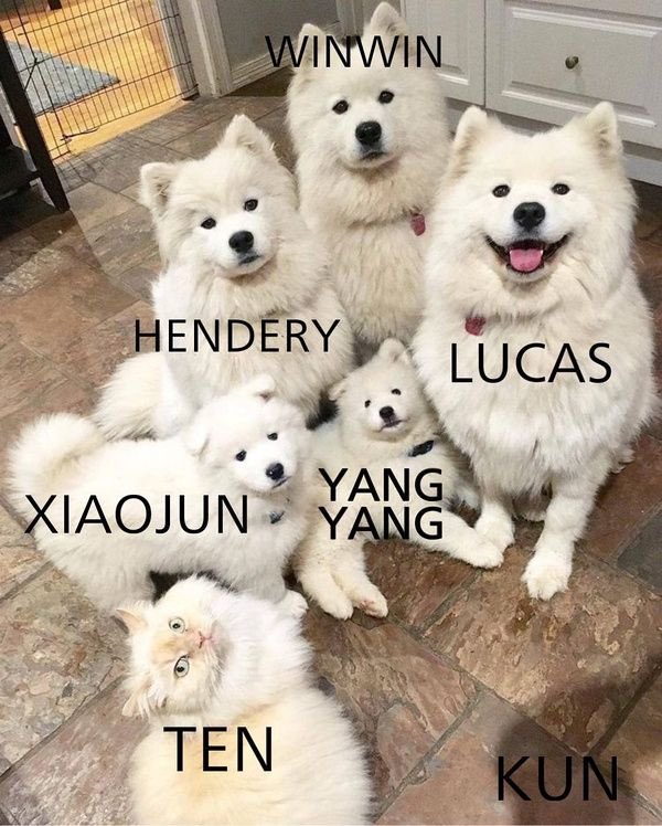 wayvfess's tweet photo. Memperkenalkan pada kalian semua, ini yang namanya wayv! 😭😂😭😂😭
  https://t.co/O3qAfvSOHd
