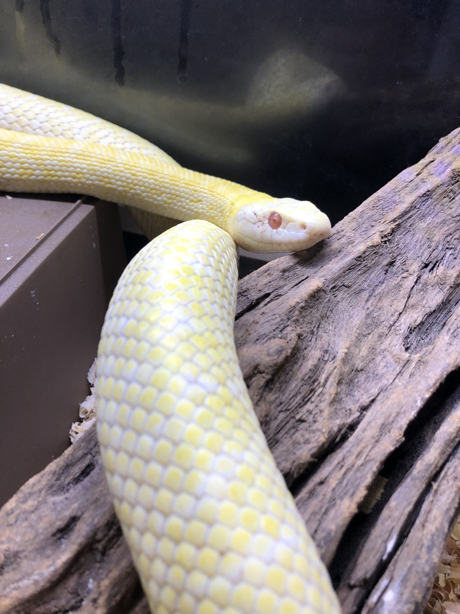 ブルー系正規代理店 シロヘビ様専用 ビリヤード その他ブルー系 51 414 Dev Ricimelion Com