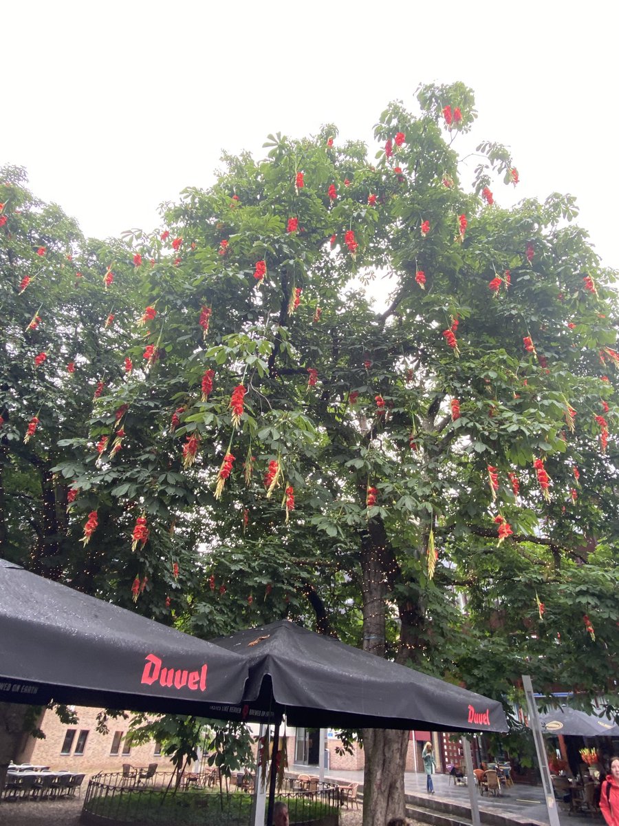 ArneHout's tweet photo. De gladiolen hangen dapper in de kastanjebomen bij het stadhuis. Maar de stad is veel te stil… Ik mis de buzz van een komende Vierdaagse! ☹️ https://t.co/SUwp8hvek9
