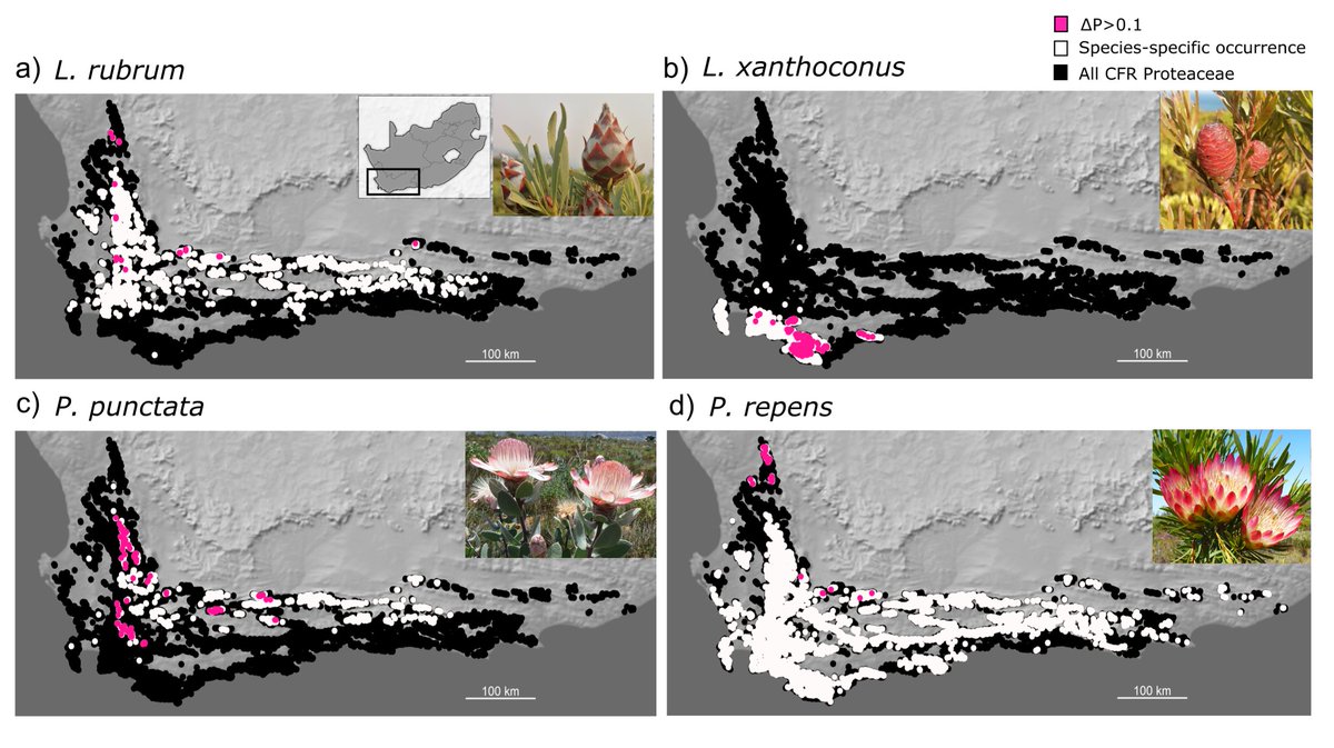 Make sure to check out our latest, open-access demographic paper "Range-wide population viability analyses reveal high sensitivity to wildflower harvesting in extreme environments" 🌷💐🥳

besjournals.onlinelibrary.wiley.com/doi/10.1111/13…

@ecol_ho @plantecol_hoh <a href="/Saeonews/">SAEON</a>