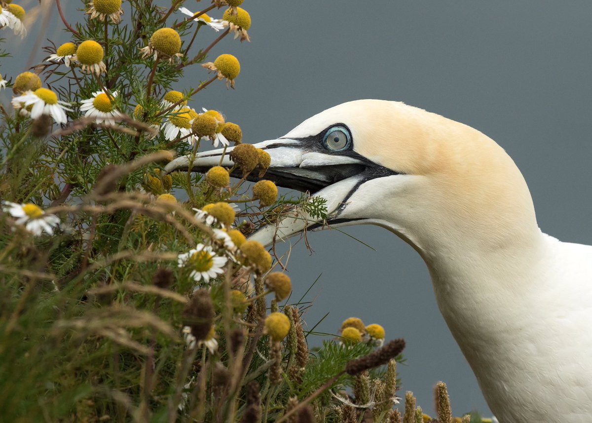 Late back from fishing. 
Best I pick up some flowers for the Mrs 💐 
Gannet @Bempton_Cliffs @VisitYNT @Natures_Voice @BirdwatchExtra @YCNature @paulasykes1971 @wildlife_uk @YDimages 
10 July 2021