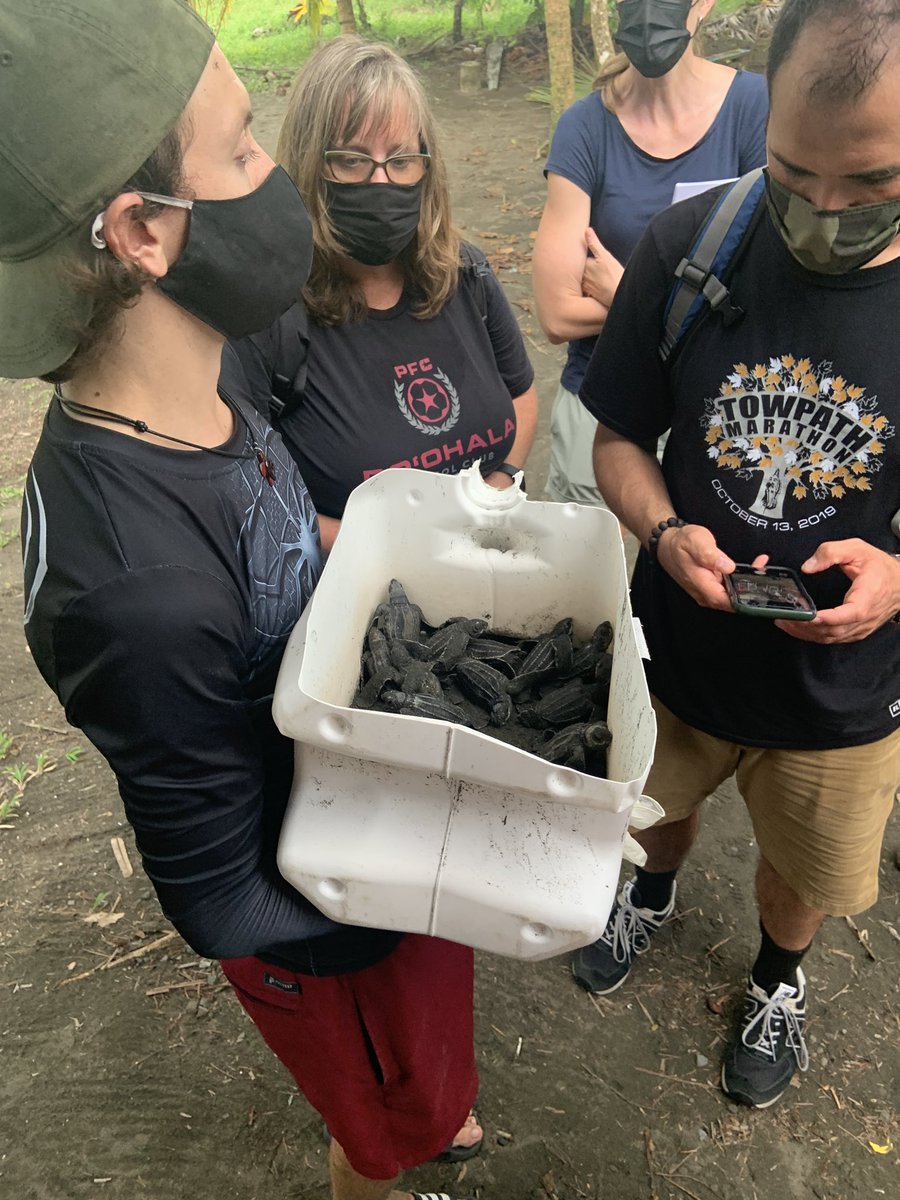 Turtle research in the rainforest. #conservation