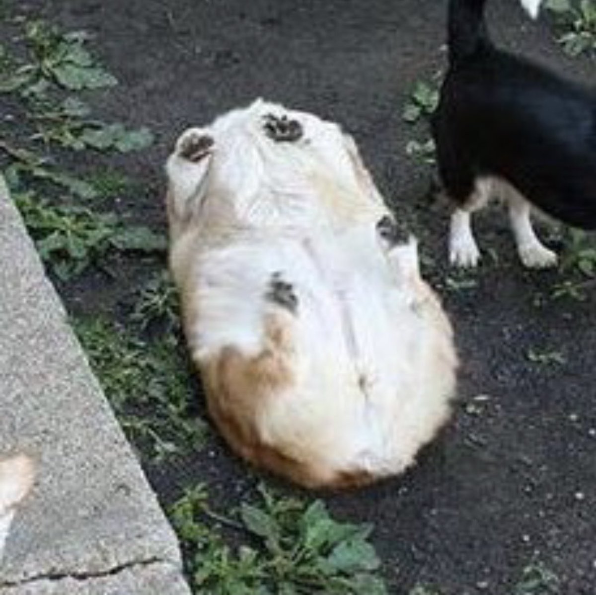 コーギーは顔やおしりがかわいいで有名だけど 裏の姿も謎めいていて可愛い もふもふ動画さんのtwitterで話題の画像 コーギーは顔やおしりがかわいいで有名だけど 裏の姿も謎めいていて可愛い もふもふ動画さんのtwitterで話題の画像