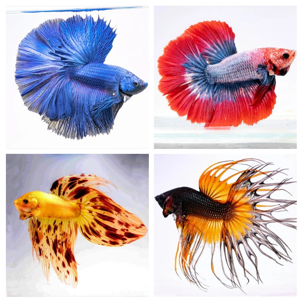 メダカ孵化研究 Medaka Kenkyu Twitter