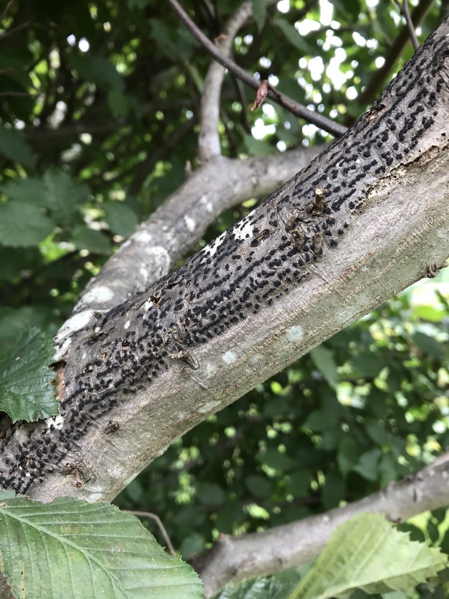 drdogtree's tweet image. Impressive sporulation on Carpinus betulus canker.