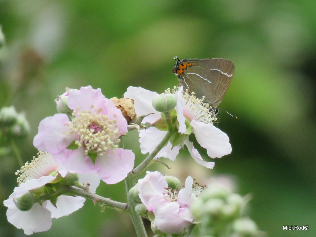 mickrod1's tweet photo. Another great hour at Gt. Holland Pits EWT this morning with my first Purple Hairstreak of the year. https://t.co/eSnxGDIQN8