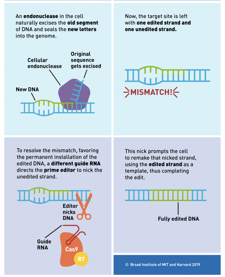 art2i's tweet photo. https://t.co/tSz3sSzQPr
🧬#Prime_Editing, in one graph:
"Search and Replace Genome Editing
Without Double-Strand DNA Breaks"
👁️
👉@broadinstitute: https://t.co/nUz5SqH3l4
👉@Nature: https://t.co/Y73QjMB3US
#CRISPR #Gene_Editing