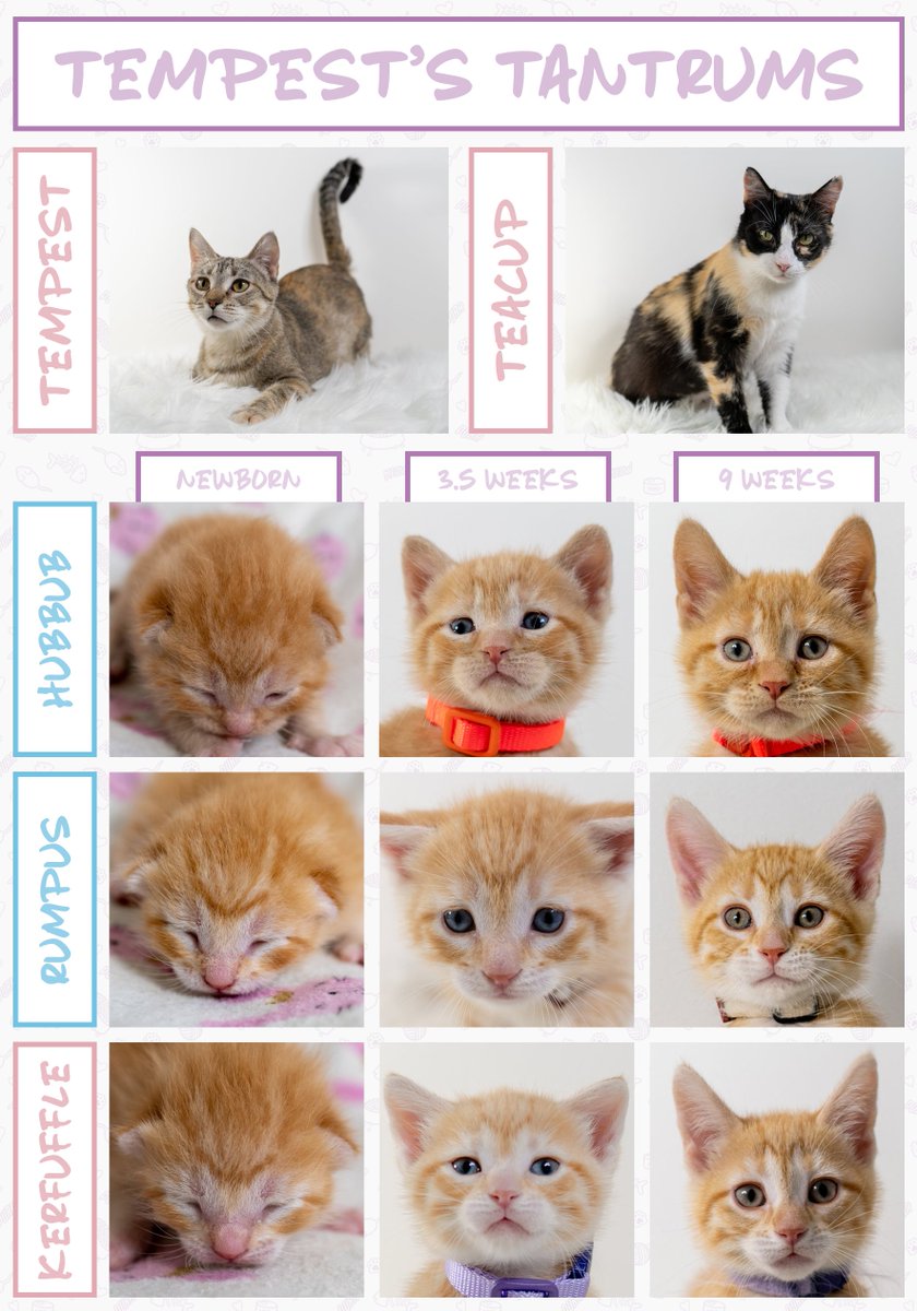 920kayl's tweet photo. Tempest's Tantrums - Age Progression @kitten_academy @Roughiehouse https://t.co/26JczjRF09