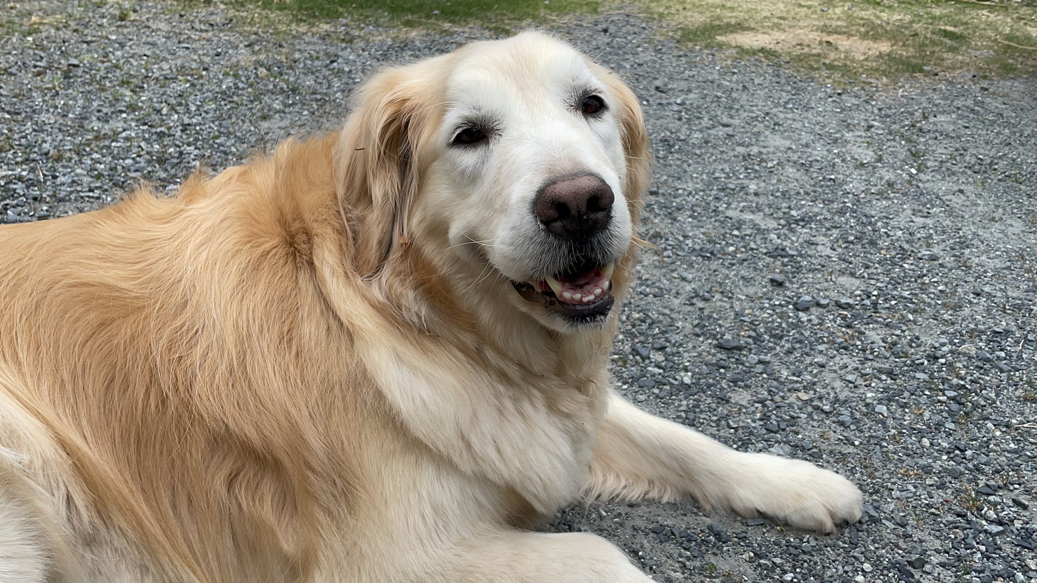 Momo 迷い犬探しています 7 12に群馬県渋川市の実家で飼っているゴールデンレトリバーが自宅から行方不明になりました 8才のメスで名前ははなです 体重35キロで大きめです 舌の先端に黒いシミがあります 室内飼いで首輪はしていませんでした