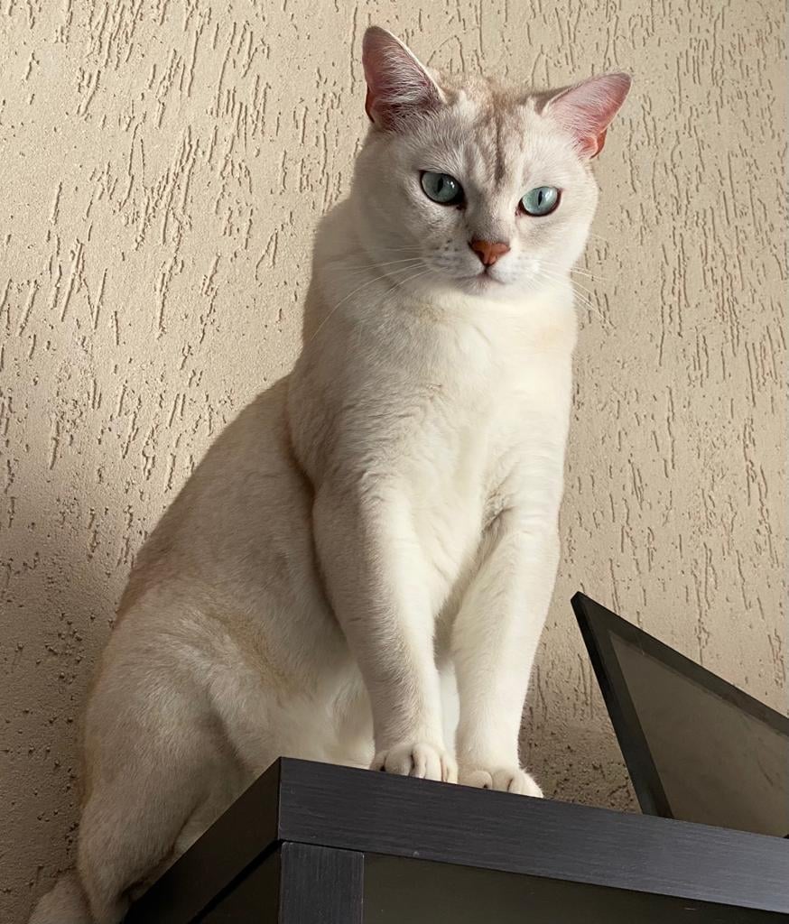 🔴 VERMIST: KAT CHESTER (chip)
ex-kater, wit/beige
#EDE #GE Uiterwaalhof
#DHver 2/7/21 facebook.com/DeHerenigingGe…