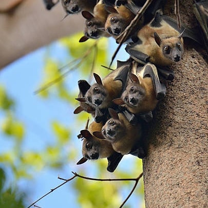 nkandusharon's tweet photo. Over 8 million bats migrate to #KasankaNationalPark in Zambia making it one of the most important migratory animals when it comes to regenerating the forests of Africa. 

#SaveKasanka
#NatureConversation
@ZCCN_Official
@PACJA1 
@UNEP 
@wwfzambia 
@kasankaNationalPark https://t.co/c0uO7O3xdH