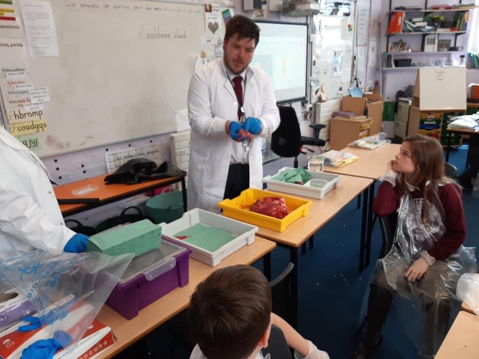 <a href="/SciRPCC/">RPCC Science</a> had a brilliant afternoon at Foundry Lane Primary School, yesterday. We lead the year 6 sessions on the heart, including some dissection! It's wonderful to meet amazing pupils and to help inspire future scientists 👩‍🔬👨‍🔬👩‍⚕️👨‍⚕️. We hope to be back again soon.<a href="/RegentsParkCC/">Regents Park Community College</a>