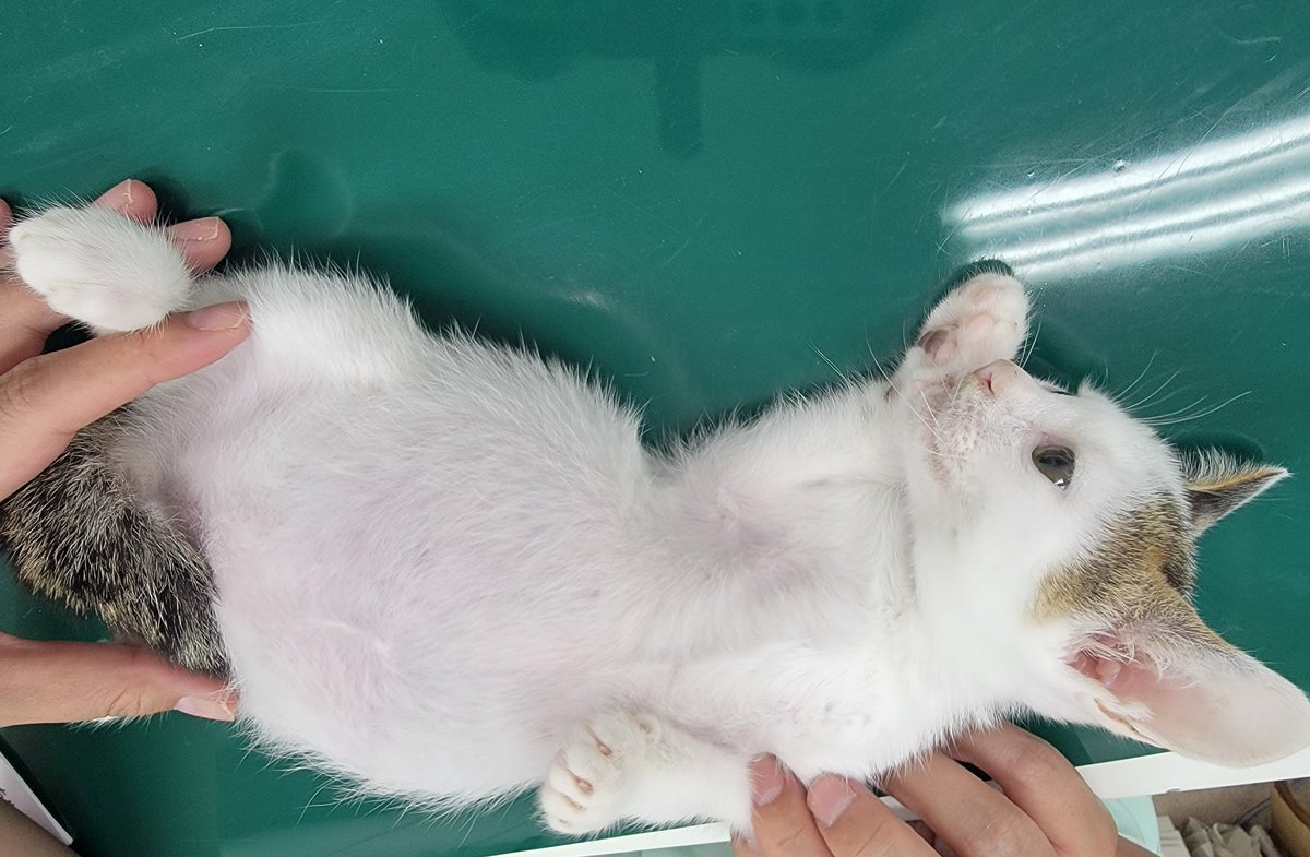 香芝動物病院 Kashiba Vet Twitter