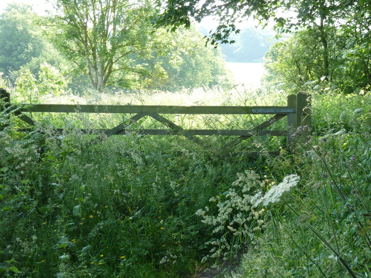 Jacquelineyorks's tweet photo. Day 13 @365DaysWild #WildJuly #photochallenge MESSY - Overgrown footpath #Centenaryway
#365dayswild #staywild https://t.co/C30oHNC3bu