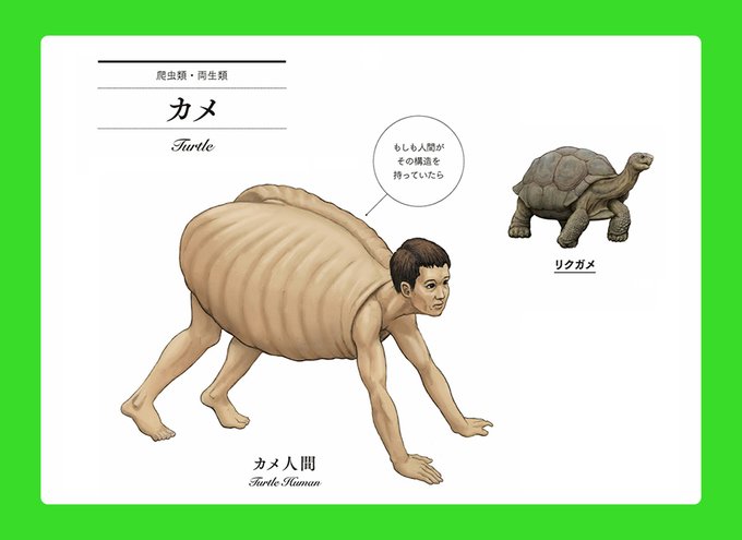 亀とは カメとは 単語記事 ニコニコ大百科