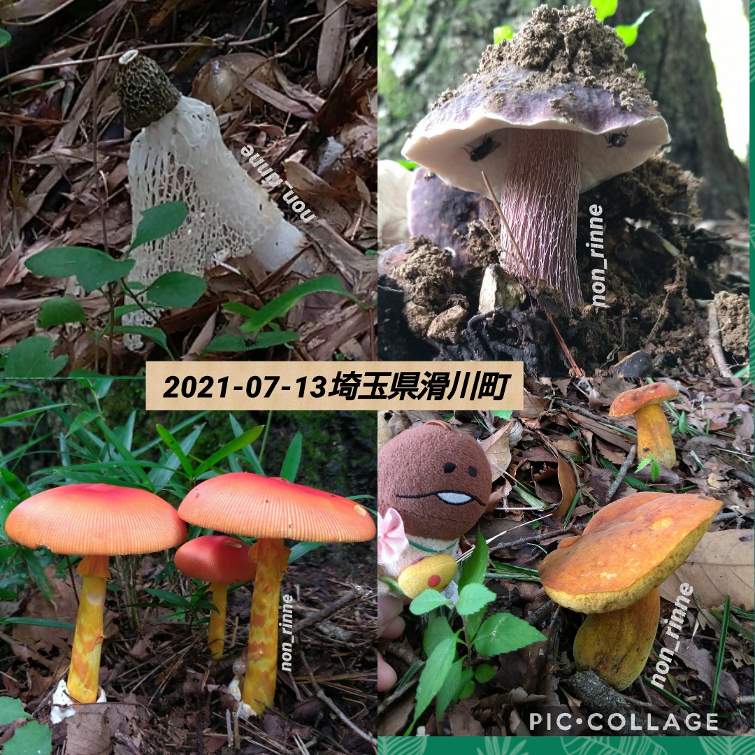 さばダンス きのこlineスタンプ Tara Beats P1p1 Twitter