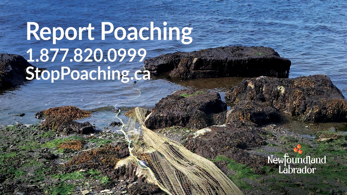 FAL_GovNL's tweet photo. Illegal netting can have a detrimental impact on salmon populations. Do your part to protect our natural resources by reporting suspected illegal activity. Call: 1-877-820-0999 or visit: https://t.co/5xZVE5cPhG #NLWildlife #DFONL #GovNL https://t.co/Py26I6Z3kL