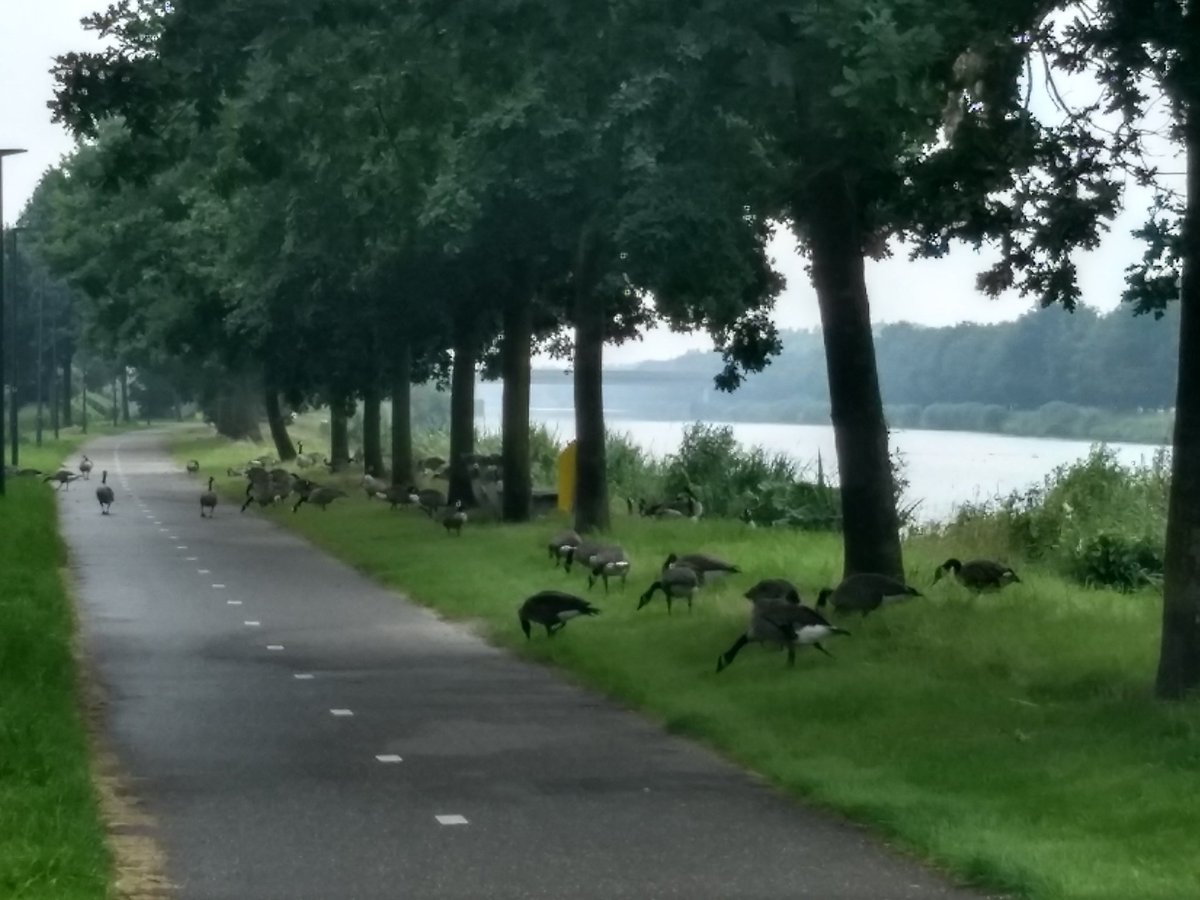 bghmlp's tweet photo. Een invasie van mannetjes gansen is neergestreken bij het kanaal bij ons in #Brouwhuis 😮

#gansen #mannetjes #invasie #helmond #kanaal #ikhoudnietvangansen #vliegweggansen https://t.co/WEtwzQJq4J