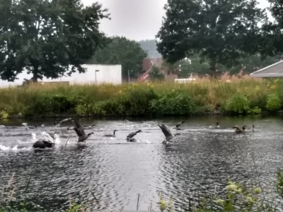 bghmlp's tweet photo. Een invasie van mannetjes gansen is neergestreken bij het kanaal bij ons in #Brouwhuis 😮

#gansen #mannetjes #invasie #helmond #kanaal #ikhoudnietvangansen #vliegweggansen https://t.co/WEtwzQJq4J