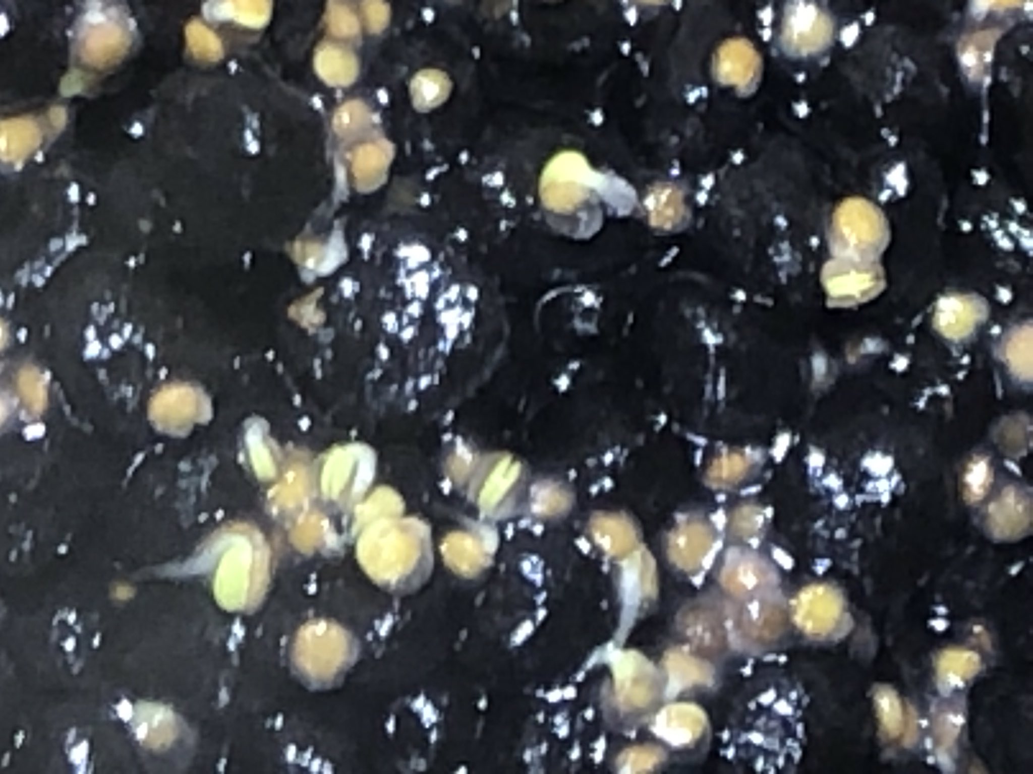 緒多 まり ボトルアクアリウム 3日目 が出た 早 流木間に合わなかった 流木はアク抜き剤が終わって 水に移動したところ 今日の水槽 今日の水草 ボトルアクア ベビーハイグロシード Gex ピコロカ グラスアクアリウム スフィア リーフ