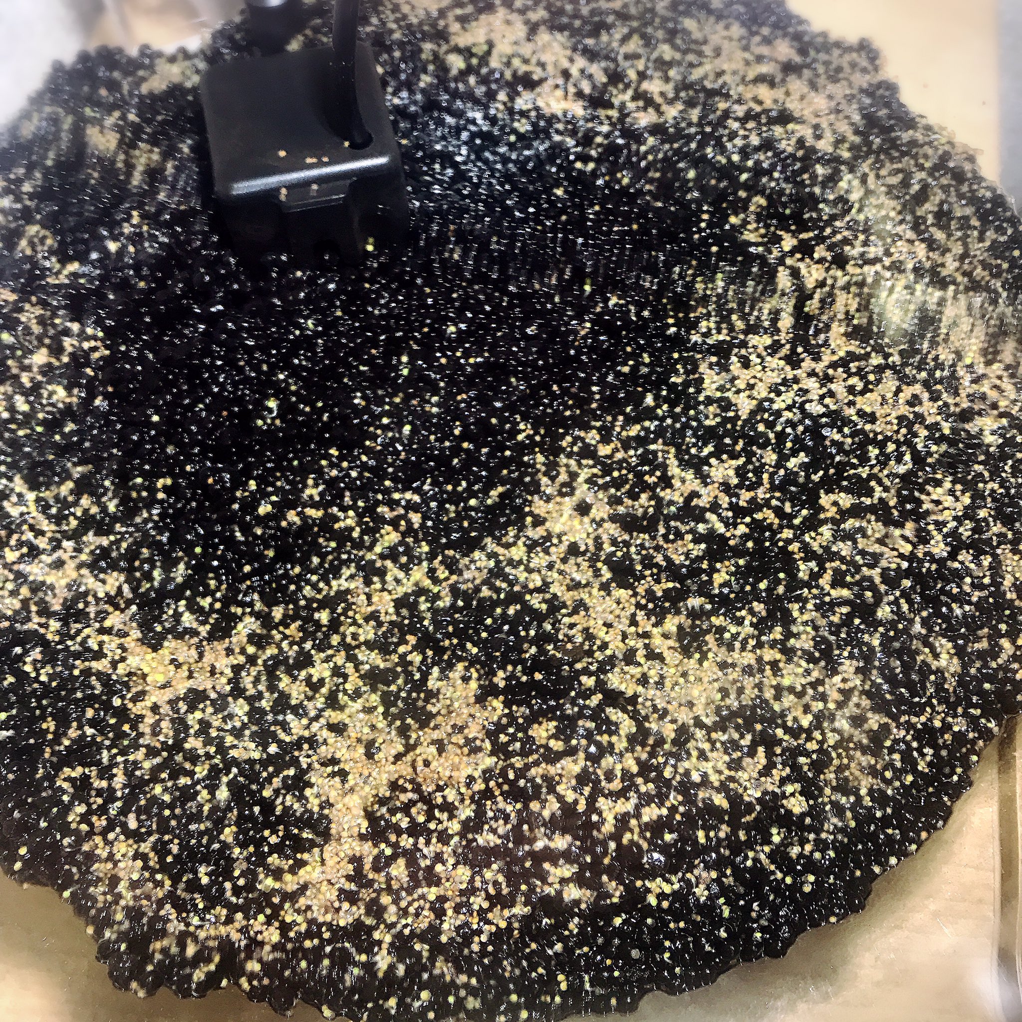 緒多 まり ボトルアクアリウム 3日目 が出た 早 流木間に合わなかった 流木はアク抜き剤が終わって 水に移動したところ 今日の水槽 今日の水草 ボトルアクア ベビーハイグロシード Gex ピコロカ グラスアクアリウム スフィア リーフ