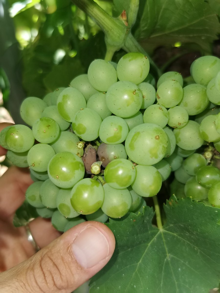 Lopez_Sebas_'s tweet photo. On trouve également des choses moins sympathiques dans les #grenaches et les #pinots. #botrytis en #vigne. @perislanguedoc https://t.co/FwJ6NWwx6A