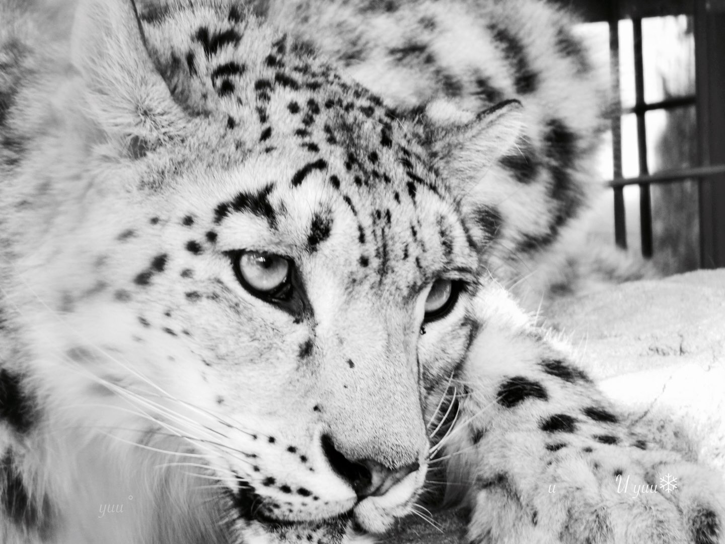 Kieran Rt Cyun24jill 白黒 Monochrome モノクロ キリトリセカイ ユキヒョウ わたしのきもち 色んな日がある 冷静になって見てみると 今までと違って見えることもあるかも T Co Vqjlfpf7wv Twitter