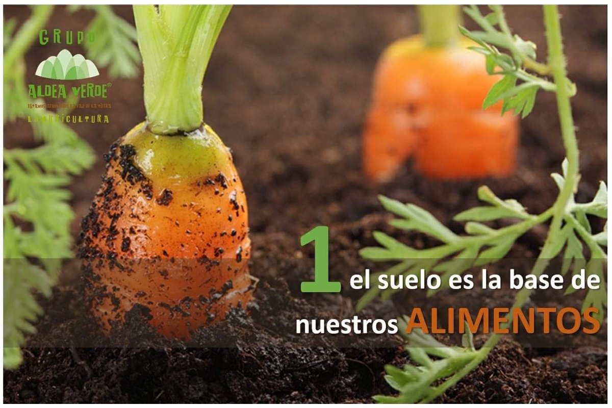 AldeaVerde1's tweet photo. URGENTE CUIDAR EL POCO SUELO QUE NOS QUEDA,

Aquí 5 buenas razones

#suelo #soil #medioambiente #basedelavida #sinsuelonohaynada #residuos #circular #composta #lombricomposta #lombriz #biodiversidad #desertificación https://t.co/g1bGBW6UEj