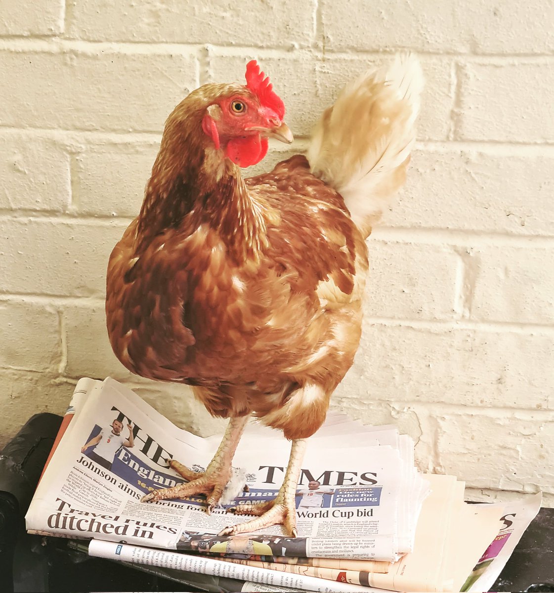 Our chickens like to read the morning newspaper 

#farthingshotel #hatchbeauchamp #taunton #someset #hotel #resturant