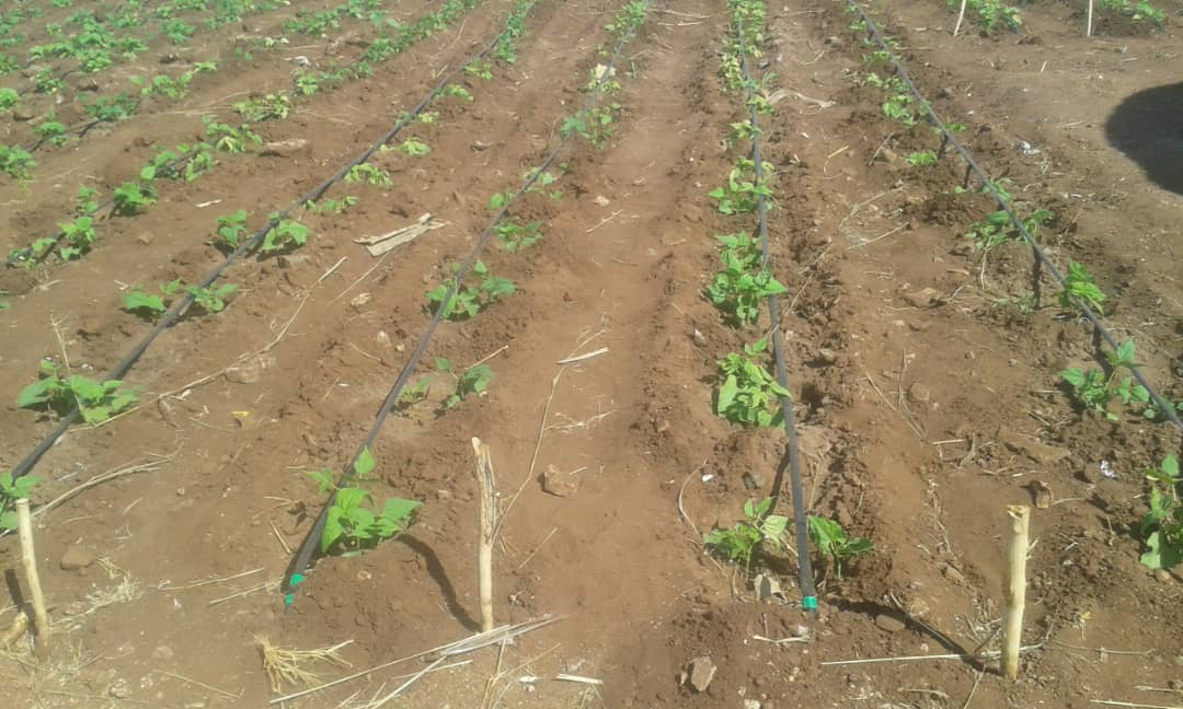 Thanks to #LED continued support in horticulture Gokwe &amp; Gwanda irrigation schemes have helped rural women  water their crops in arid areas ensuring food security #LeaveNoOneBehind 
#SustainableAgriculture
<a href="/womensvoicezw/">Women'svoicezw</a>
<a href="/WCOZIMBABWE/">Women's Coalition of Zimbabwe</a> <a href="/nangozim/">Nangozi Milly</a> <a href="/unwomenzw/">UN Women Zimbabwe</a> <a href="/iloharare/">ILO Harare</a> <a href="/OxfaminZim/">Oxfam In Zimbabwe</a>