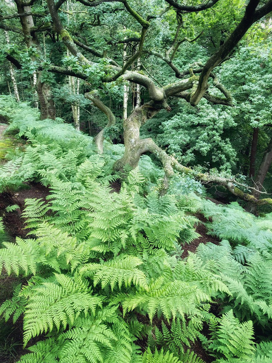The ferns are looking great in the local woodland at the moment