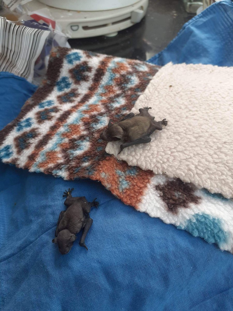 eveshambatcare's tweet photo. @albertabats @batworld @BatConIntl @pabatrescue are your #BatPups this dinky? Thumb end size? Wriggly and fiddly and a pain to feed every three hours?!! #BatCare #BCT #NeedSleep https://t.co/q5bHWtQobd